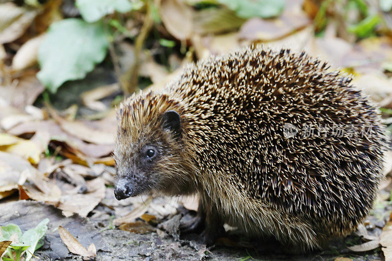 欧洲刺猬(Erinaceus europaeus)